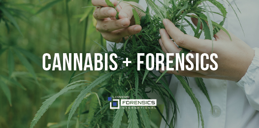 Cannabis Forensics